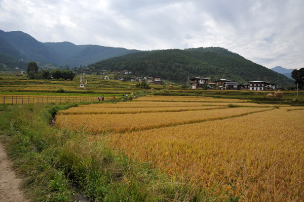 Rice terraces around Lobesa