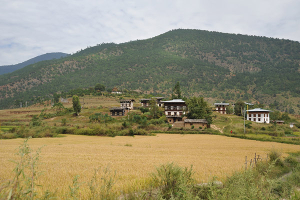 Hiking through the rice fields back from Chimi Lhakhang