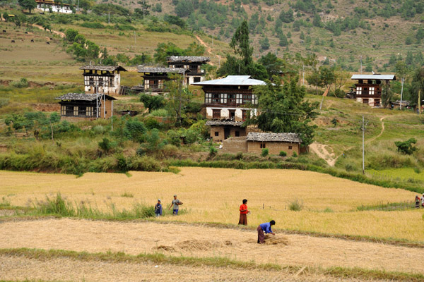 Rice Harvest, Bhutan