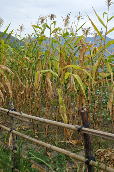 Cornfield, Lobesa