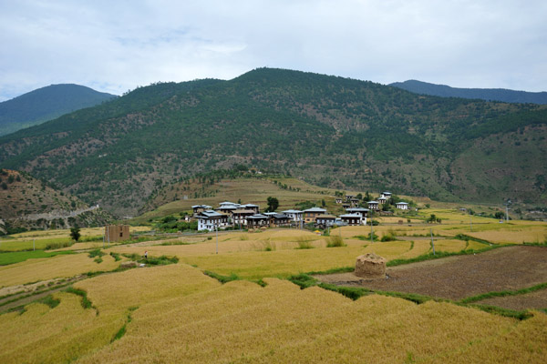 Terraced rice fields on the higher slopes
