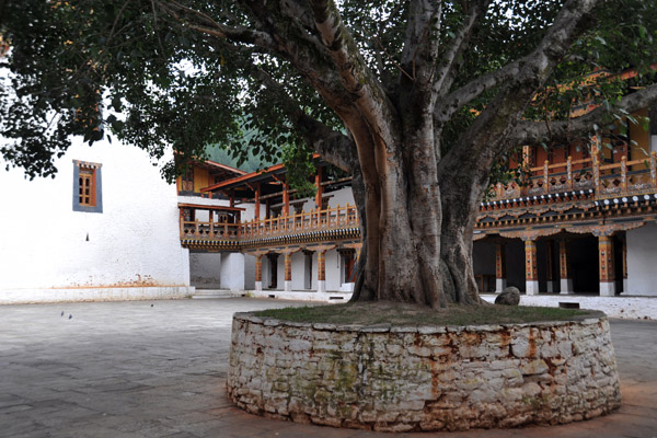 Sacred Bodhi Tree in the First Courtyard, Punakha Dzong