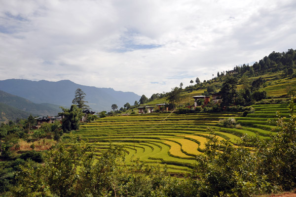 Driving up along the rice terraces to reach the Zangdhopelri Hotel