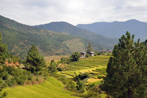 These rice terraces are about 5 km south of Punakha Dzong