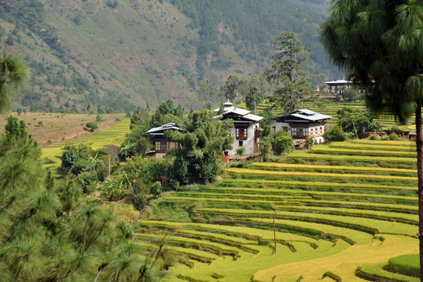 Living among the rice terraces in Bhutan