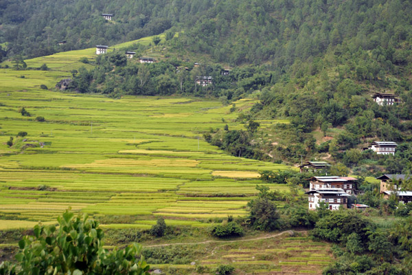 Rice terraces to the north of Punakha