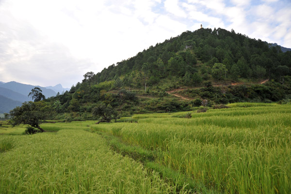 Hiking through the rice terraces to reach the hill of the Khamsum Yuelley Namgyal Chorten 