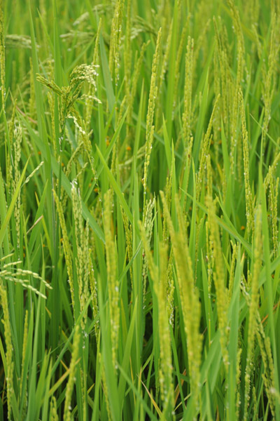 Green rice, Bhutan