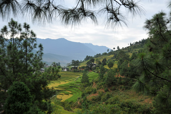 Another view of the rice terraces from the Zangto Pelri Hotel