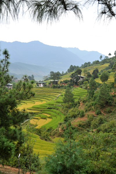 View from the Zangto Pelri Hotel, Punakha