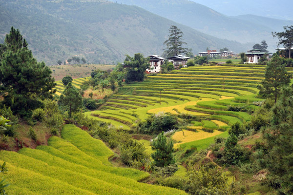 Rice terraces, Zangto Pelri Hotel, Punakha