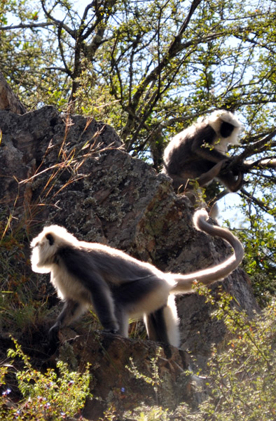 Gray Langur monkeys, Bhutan