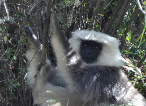 Gray Langur monkey, Bhutan