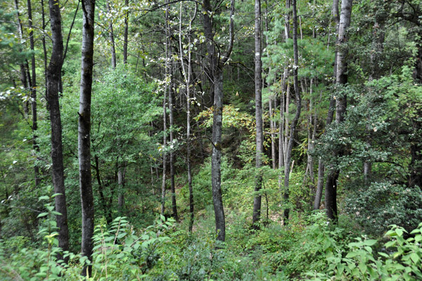 Forest along the trail to the Tiger's Nest