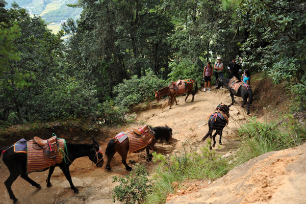 Making way for a group of horses coming down the mountain
