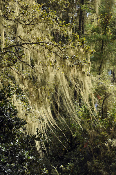 Moss covered trees, Bhutan