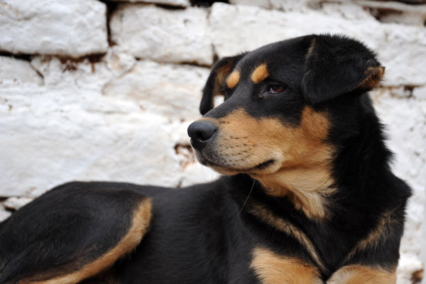 Dog hanging around the entrance of Paro Dzong