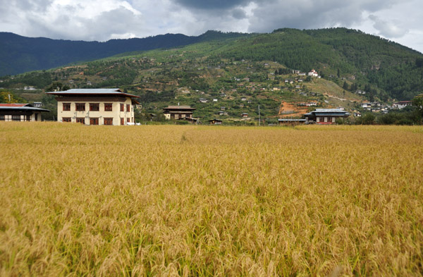 Rice fields on the edge of Paro