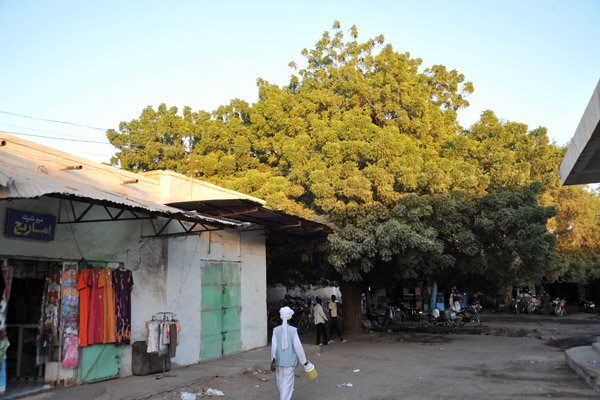 Tree in a square in central Kassala