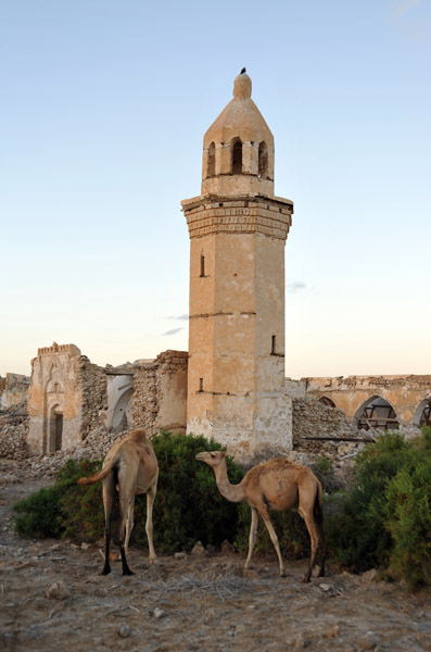 Camels in front of the Shafai Mosque