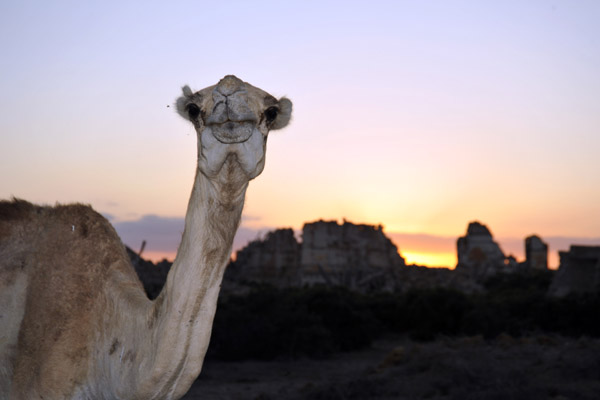 Camel at sunset, Suakin Island