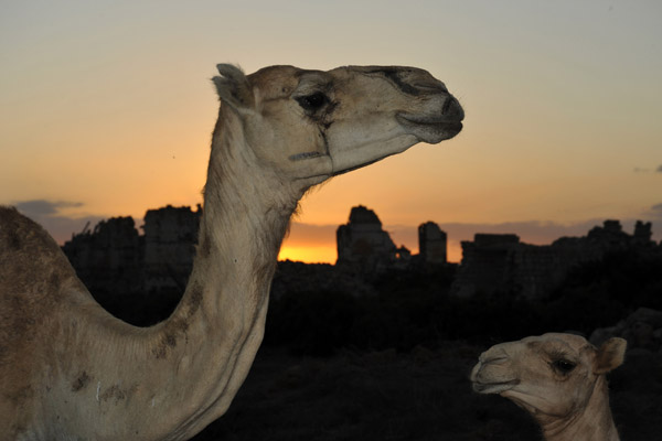 Camel at sunset, Suakin Island