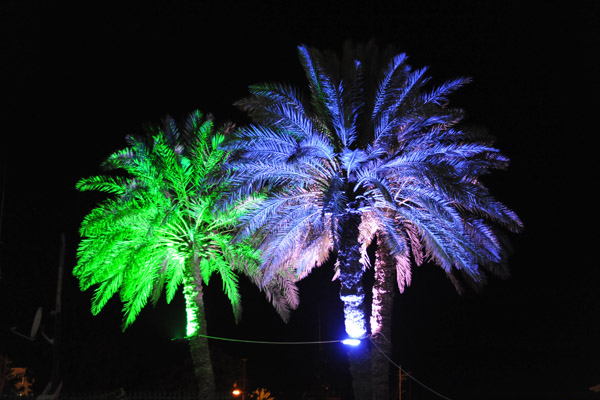 Palm trees along the Port Sudan Corniche