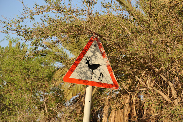 Wildlife sign - Ibex, En Gedi, Israel