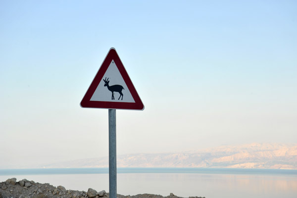 Wildlife sign - Ibex, Dead Sea