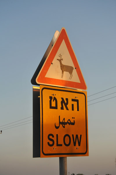 Slow - Ibex, West Bank