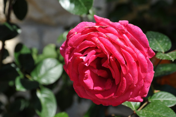 Rose in the garden of Pater Noster