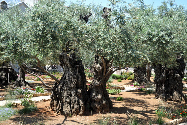 Ancient olive grove, Gethsemane, Jerusalem