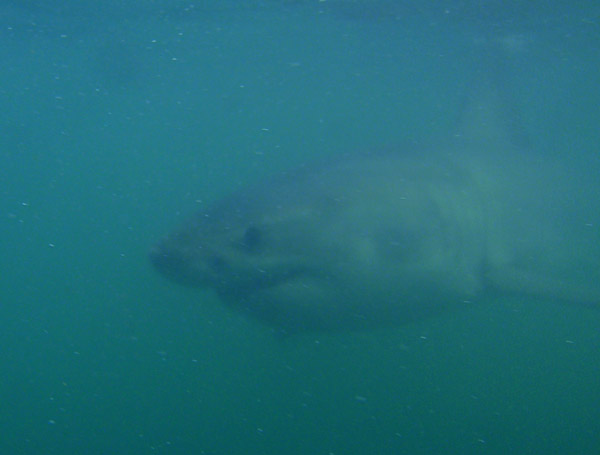 Great White Shark emerges out of the gloom