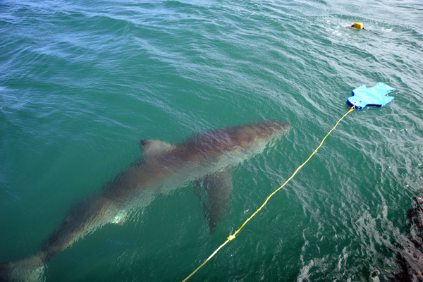 Great White Shark approaching the seal-shaped decoy