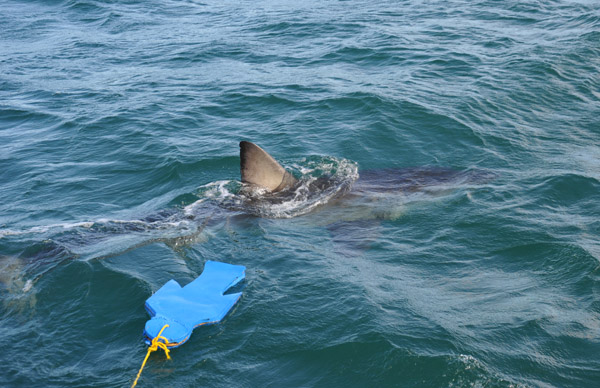 At Seal Island in False Bay, the boat tows the lure for Air Jaws