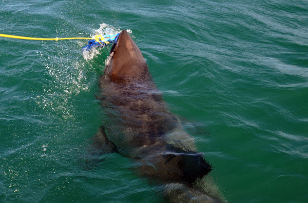 Great White Shark attack