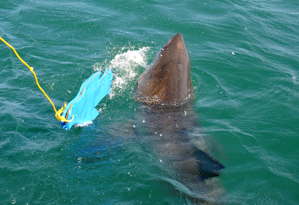 Guide yanking the decoy away from the shark