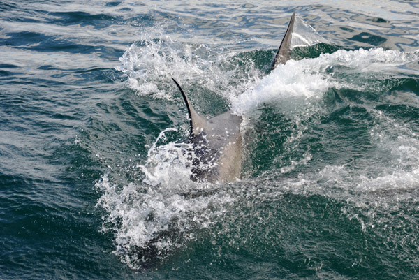 Great White Shark going for the decoy