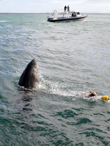 Great White Shark breach