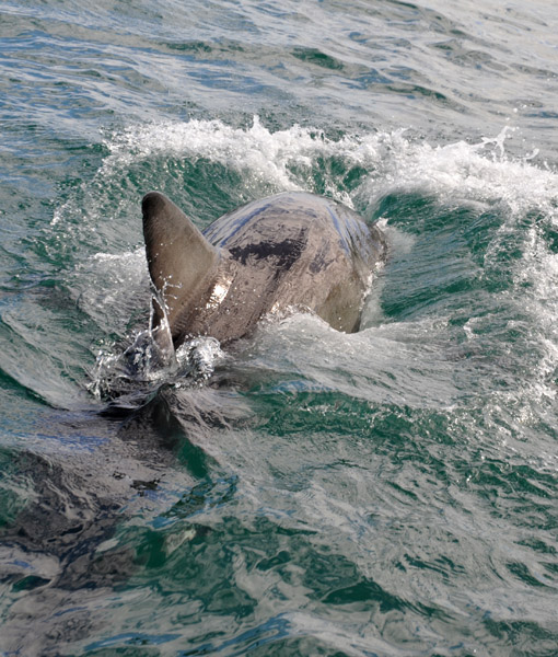 Great White Shark breach