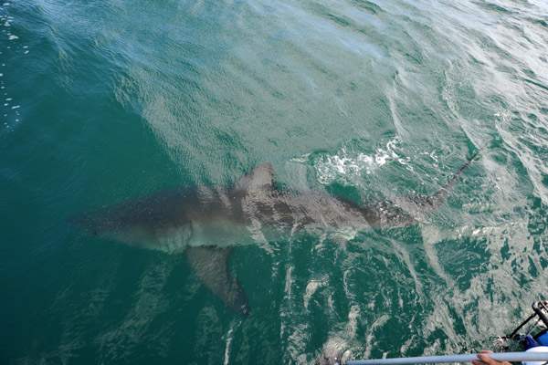 Great White Shark, Dyer Island