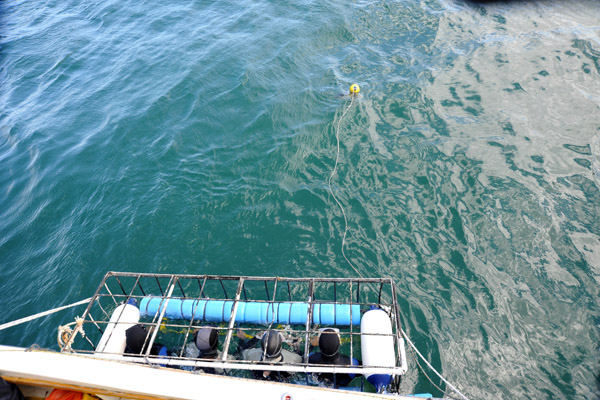 The shark cage floats at the surface - no scuba gear is used
