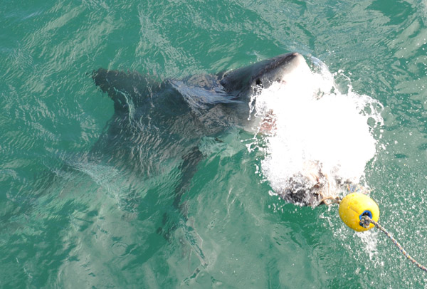 Great White Shark attacking the bait