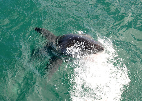 Great White Shark breach