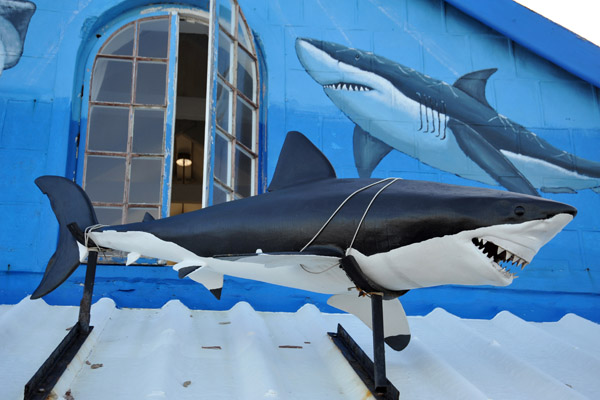 Shark Lady - Great White Shark tours, Hermanus office