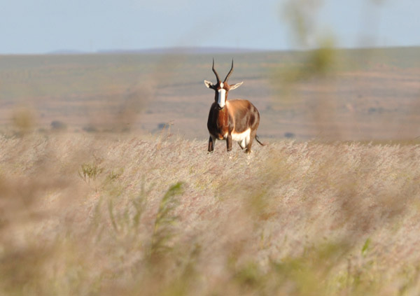 Bontebok National Park was established in 1961 to protect the bontebok, a rare antelope