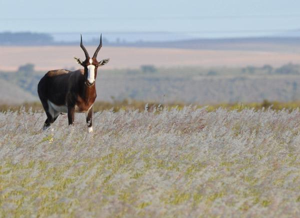 Hunted nearly to extinction in the Cape, there are now 2500-3000 bonteboks remaining
