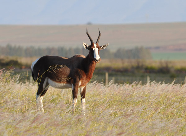 Bontebok (Damaliscus pygargus pygarus)