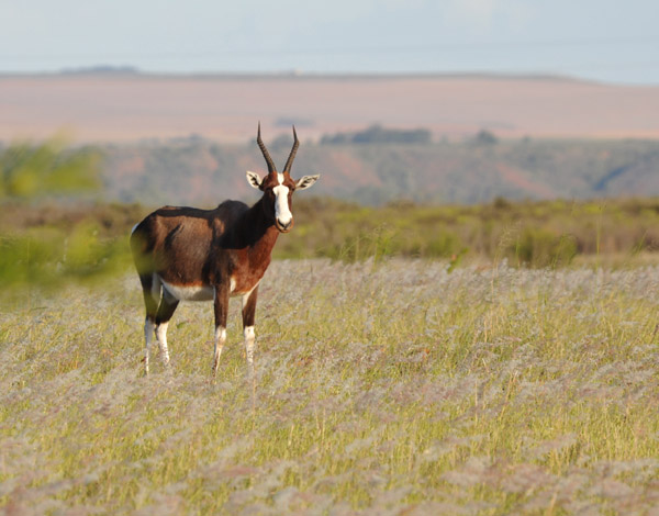The bontebok was hunted until only 17 animals remained