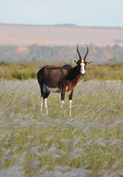 Bontebok